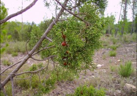 “Juniperus phoenicea” (Sabina negral)